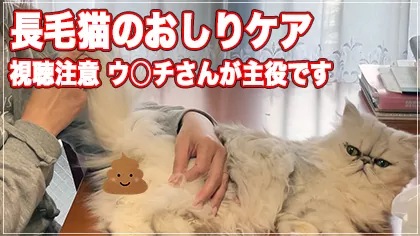 キャットグルーマーTV : 長毛猫ちゃんのおしりケア
