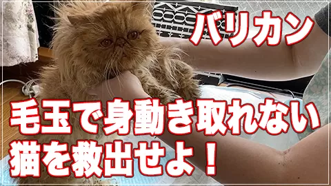 キャットグルーマーTV : 【バリカン】毛玉で身動き取れない猫を救出せよ！【毛玉猫】